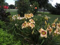 Daylilies with roses and cannas.jpg