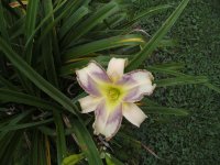 Daylily, 'Destined to See'.jpg
