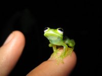 Just a little frog to brighten your day.jpg
